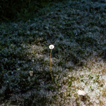 Kenyon Parks - Collections